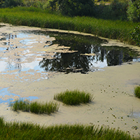 Gestión de Las Algas